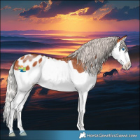 Horse Color:Silver Bay Splash Appaloosa
