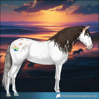 Horse Color:Bay Splash Appaloosa