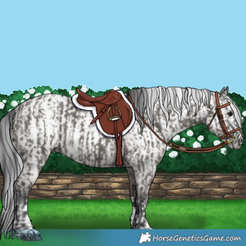 Horse Color:Grullo  and Gray Grullo 
