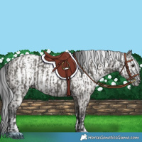 Horse Color:Grullo  and Gray Grullo 
