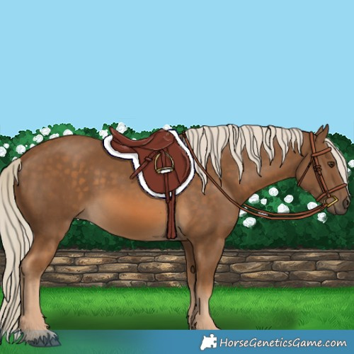 Horse Color:Chocolate Palomino 