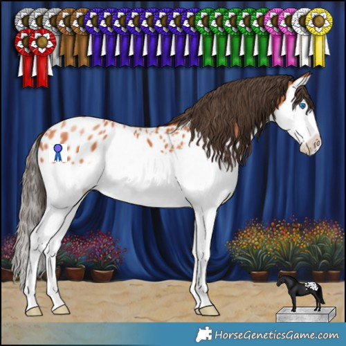 Horse Color:Bay Splash Appaloosa 