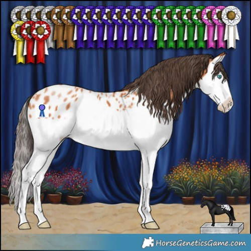 Horse Color:Bay Splash Appaloosa 