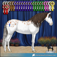 Horse Color:Bay Splash Appaloosa 