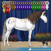 Horse Color:Bay Splash Appaloosa 