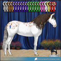 Horse Color:Bay Splash Appaloosa 