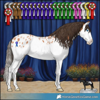Horse Color:Bay Splash Appaloosa