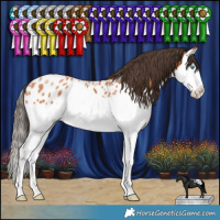 Horse Color:Bay Splash Appaloosa 