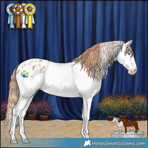 Horse Color:Chestnut Splash Appaloosa 