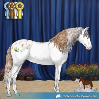 Horse Color:Chestnut Splash Appaloosa 