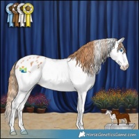 Horse Color:Chestnut Splash Appaloosa