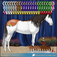 Horse Color:Bay Splash