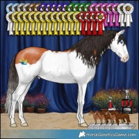 Horse Color:Bay Splash 