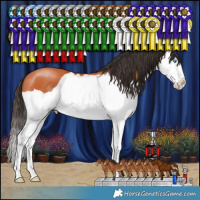 Horse Color:Bay Splash 