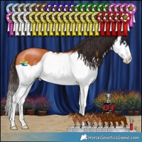 Horse Color:Bay Splash 