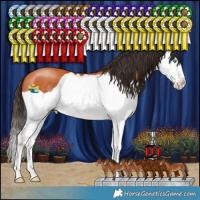 Horse Color:Bay Splash 