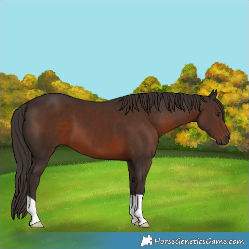 Horse Color:Liver Chestnut 