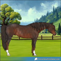 Horse Color:Liver Chestnut Rabicano 