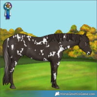 Horse Color:White Spotted Liver Chestnut 