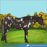 Horse Color:White Spotted Liver Chestnut 