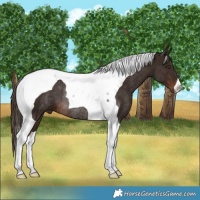 Horse Color:Liver Chestnut Tobiano Rabicano 