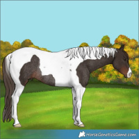 Horse Color:Liver Chestnut Tobiano Rabicano 