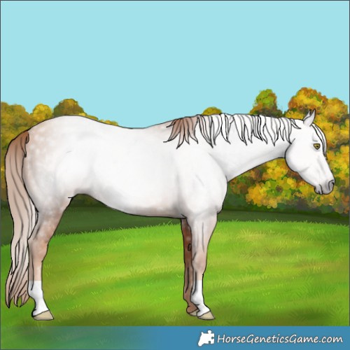 Horse Color:Gray Gold Champagne Rabicano 