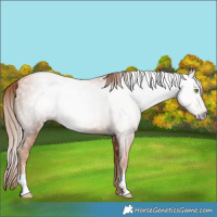 Horse Color:Gray Gold Champagne Rabicano 