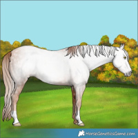 Horse Color:Gray Gold Champagne Rabicano 