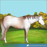 Horse Color:Gray Gold Champagne Rabicano 