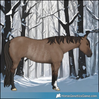 Horse Color:Liver Red Dun Rabicano 