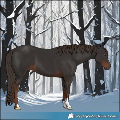 Horse Color:Liver Chestnut 