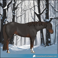 Horse Color:Liver Chestnut 