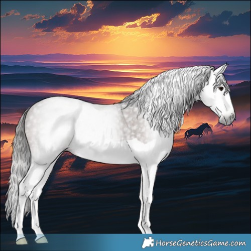 Horse Color:Gray Bay Splash Appaloosa Rabicano 