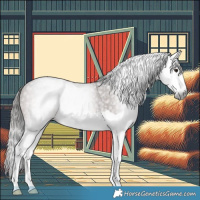 Horse Color:Gray Bay Splash Appaloosa Rabicano 