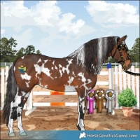 Horse Color:White Spotted Brown 