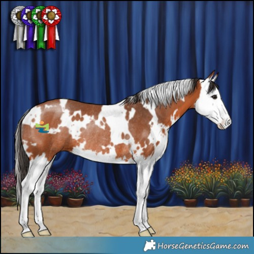 Horse Color:White Spotted Bay Splash Rabicano 