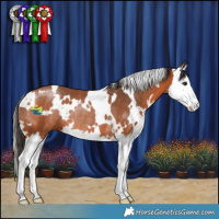 Horse Color:White Spotted Bay Splash Rabicano 