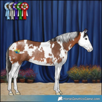 Horse Color:White Spotted Bay Splash Rabicano