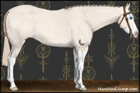 Horse Color:Perlino Roan Splash