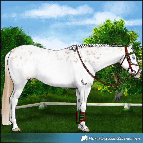 Horse Color:Buckskin Roan Splash Appaloosa 