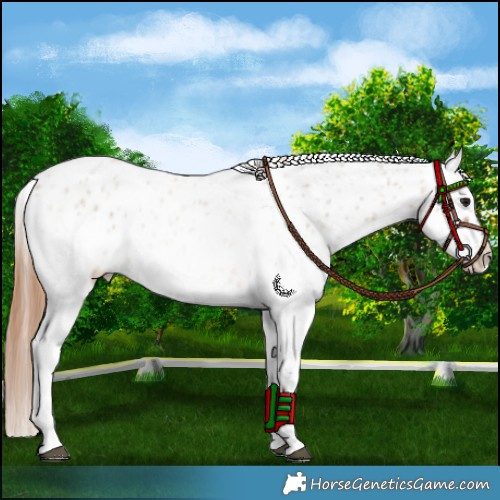 Horse Color:White Spotted Bay Roan Dun Appaloosa 