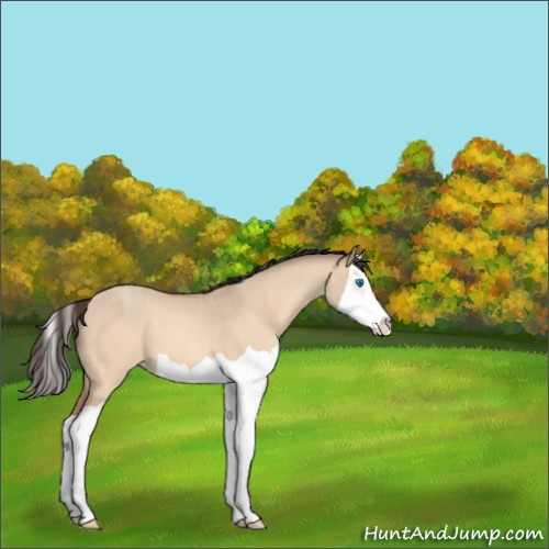 Horse Color:Sable Champagne Dun Splash 