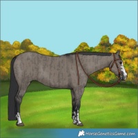 Horse Color:Grullo  and Grullo 