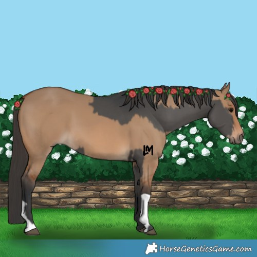 Horse Color:Grullo and Bay Dun