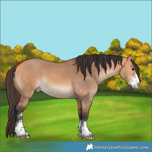 Horse Color:Bay Dun Sabino