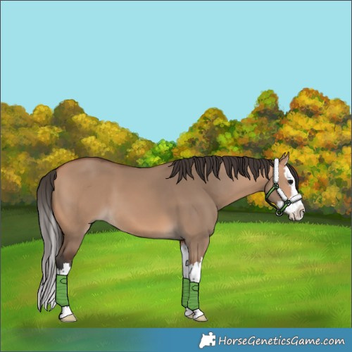 Horse Color:Bay Dun Splash 