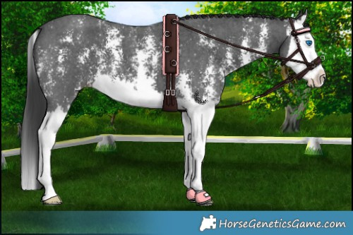 Horse Color:Black Sabino Splash 