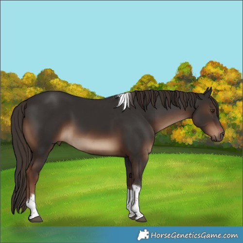 Horse Color:Liver Chestnut Tobiano 
