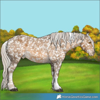 Horse Color:Chocolate Palomino Tobiano Appaloosa